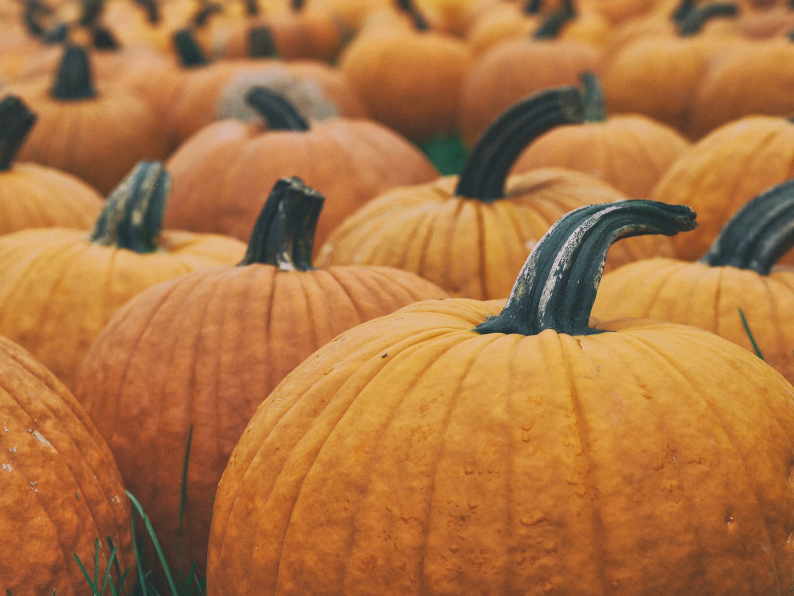 Southern Oregon pumpkin