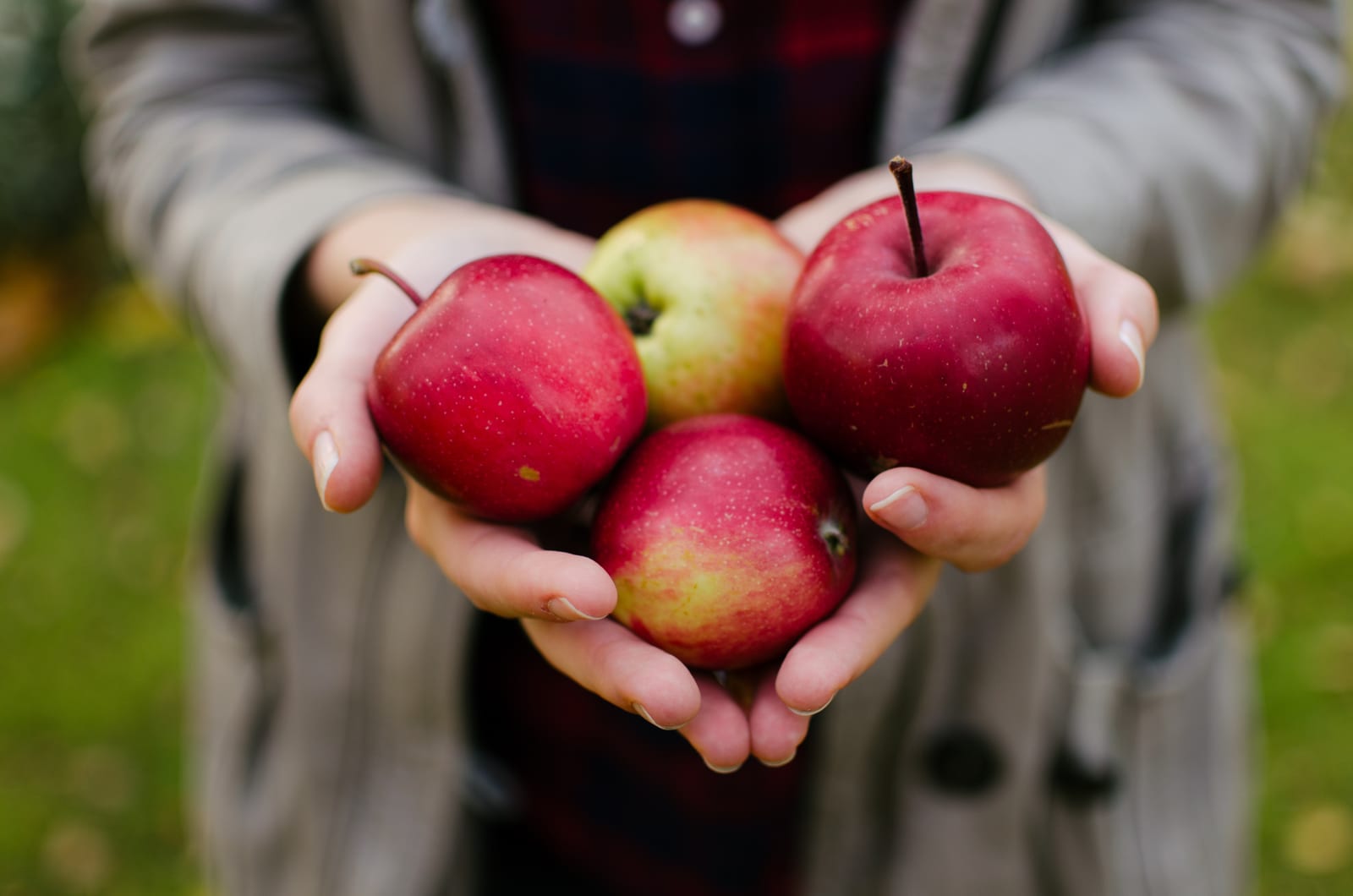 Southern Oregon apple picking