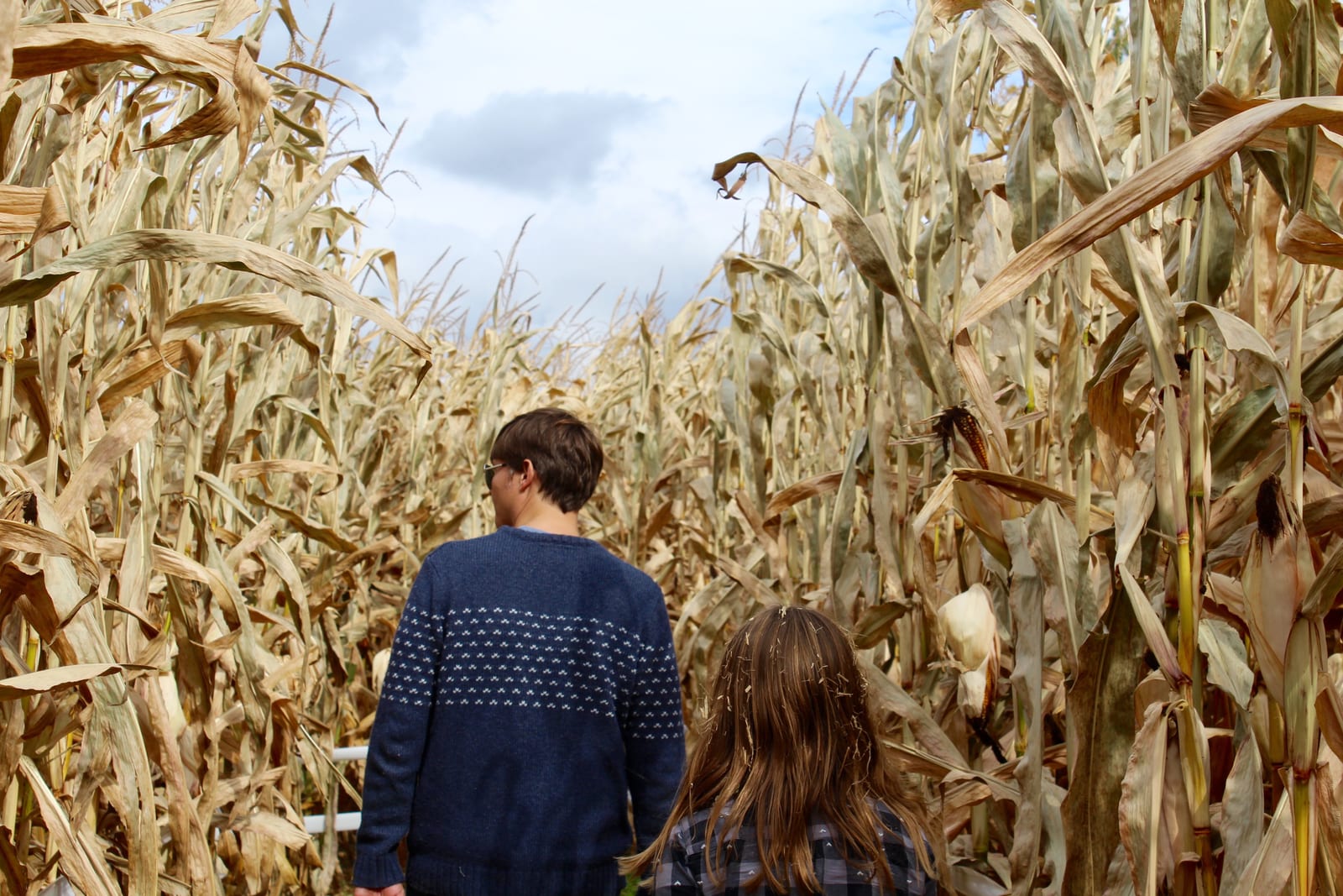Southern Oregon corn maze