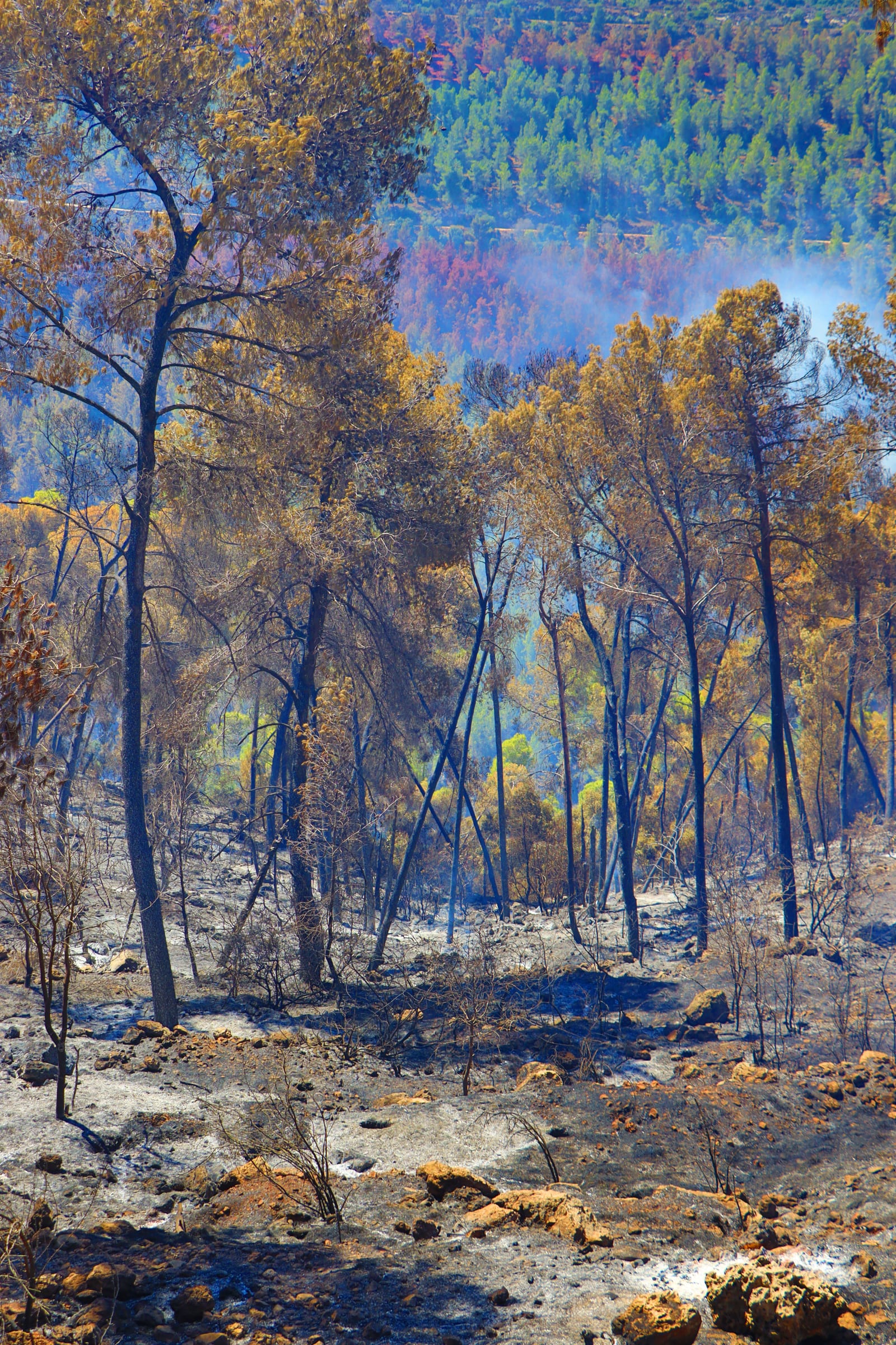 Southern Oregon Fire